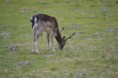 /album/fotogalerij/dsc-0444-jpg/